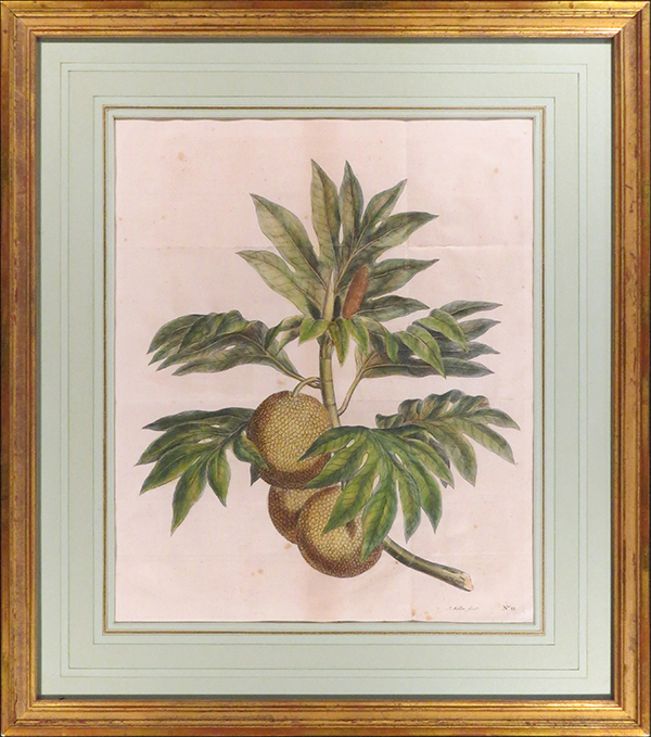 Artocarpus–breadfruit