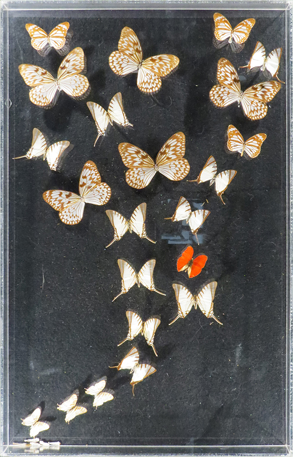 Butterfly artwork in Perspex