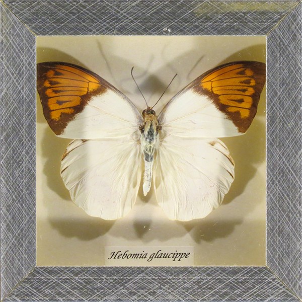 Framed butterfly Hebomia glaucippe