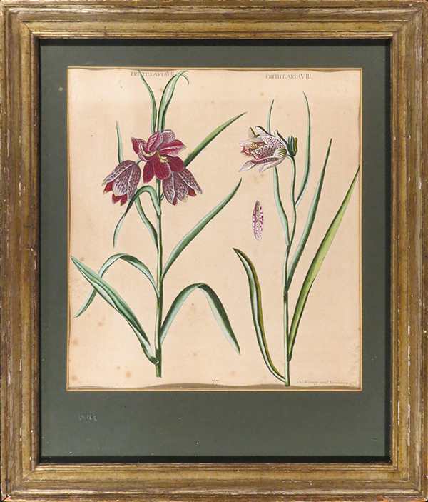 Fritillaria VII and VIII