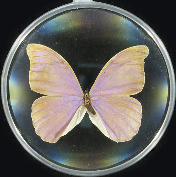 Framed lilac butterfly