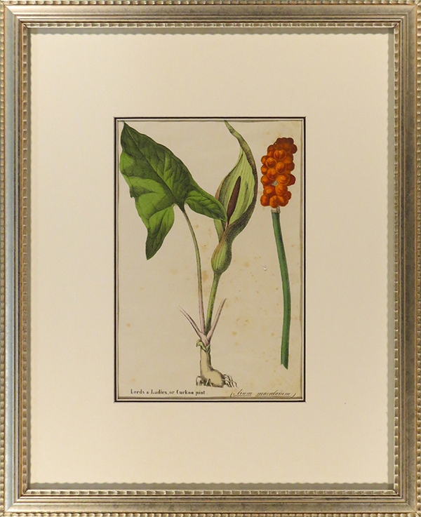 Lords and Ladies – Arum maculatum