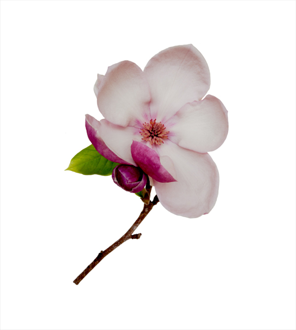 Pink Magnolia on White
