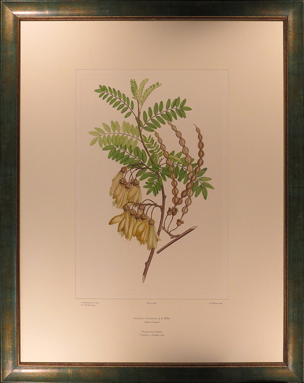 Sophora tetraptera – kōwhai