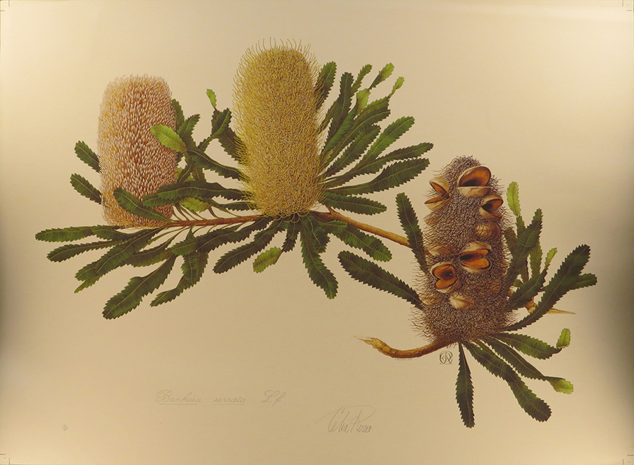 Banksia serrulata