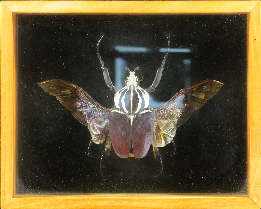 Framed Goliath beetle