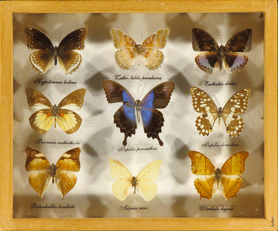 Framed collection 9 butterflies