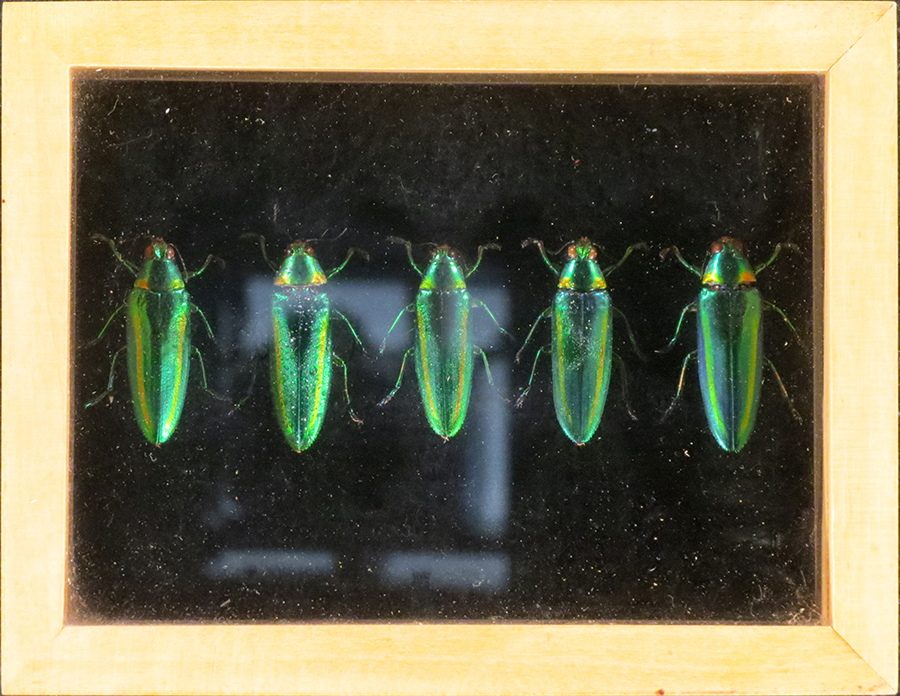 Framed jewel beetles